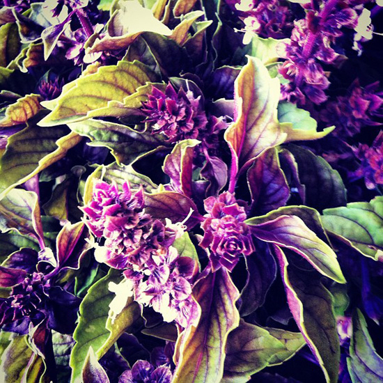 jthompstrong | Purple basil at the market