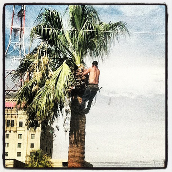 ashleyrae37 | Palm tree climb